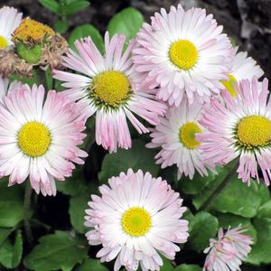 Preview wallpaper daisy, flowers, flowerbed, green, close-up