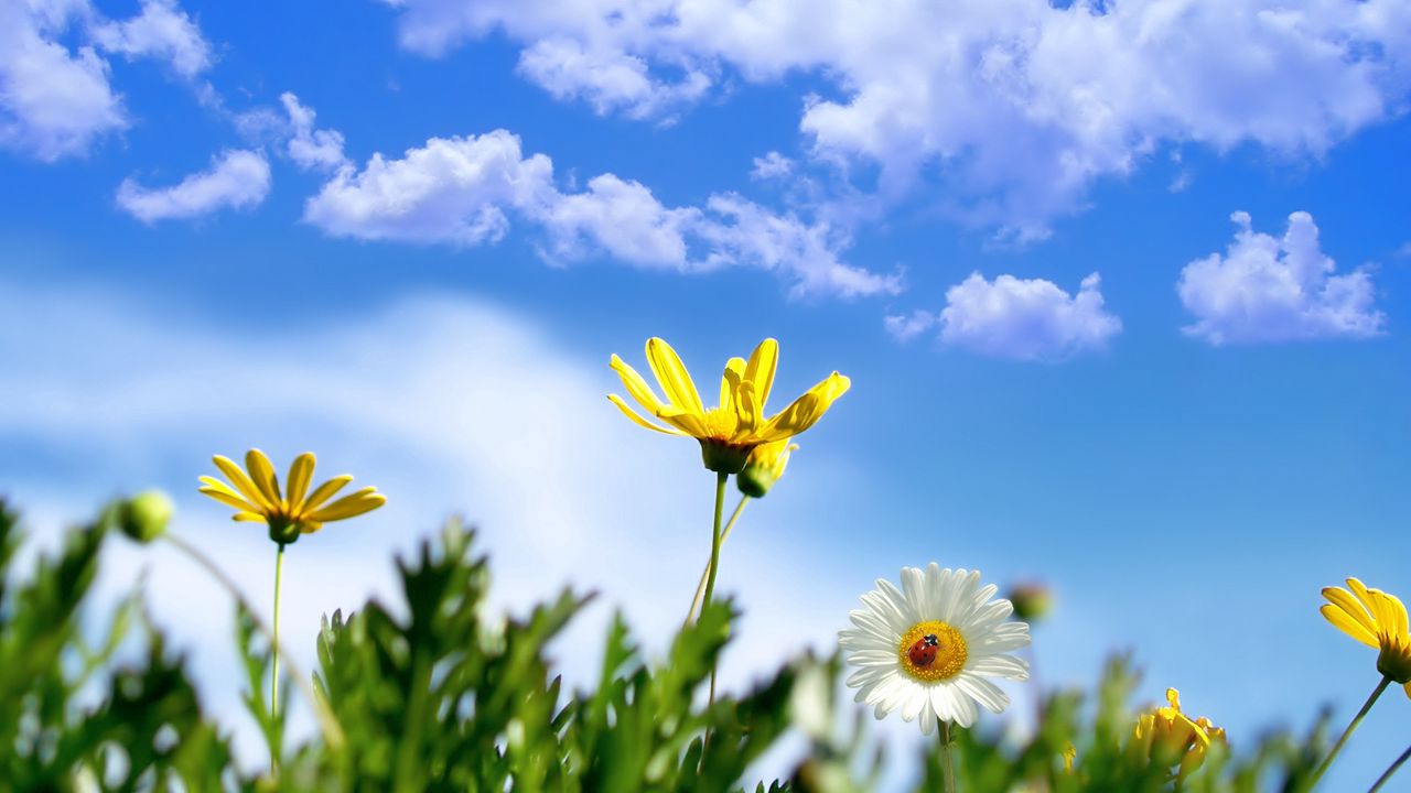 Wallpaper daisy, flowers, ladybug, grass, sky, clouds, summer