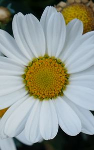 Preview wallpaper daisy, flowers, petals, close-up