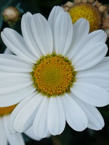 Preview wallpaper daisy, flowers, petals, close-up