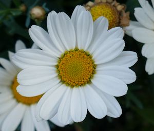 Preview wallpaper daisy, flowers, petals, close-up