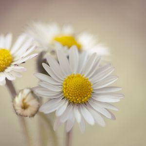 Preview wallpaper daisy, flowers, petals