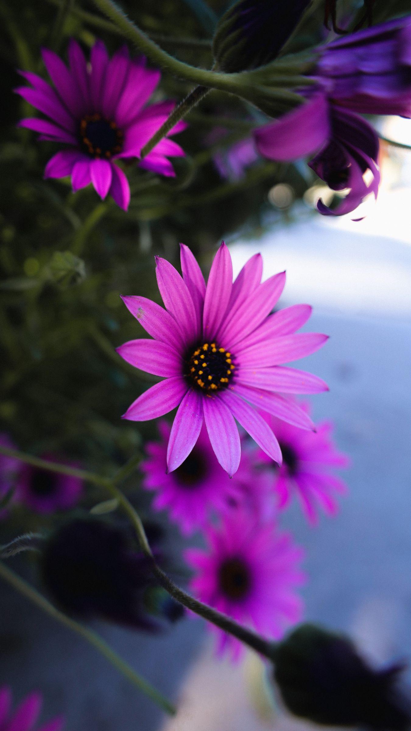 Premium AI Image  Purple flowers wallpapers for iphone and android