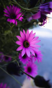 Preview wallpaper daisy, flowers, purple, plant, macro