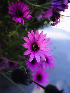 Preview wallpaper daisy, flowers, purple, plant, macro