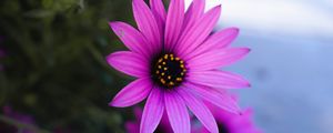 Preview wallpaper daisy, flowers, purple, plant, macro