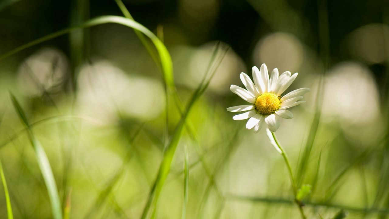 Wallpaper daisy, grass, field, little flower