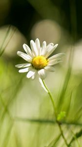 Preview wallpaper daisy, grass, field, little flower