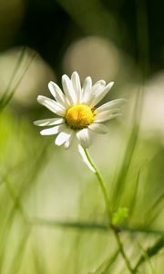 Preview wallpaper daisy, grass, field, little flower