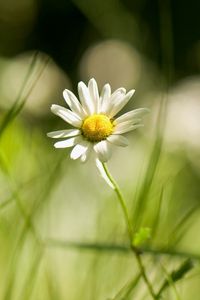 Preview wallpaper daisy, grass, field, little flower