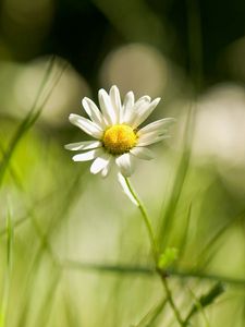 Preview wallpaper daisy, grass, field, little flower