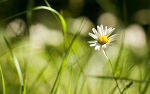 Preview wallpaper daisy, grass, field, little flower