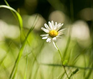 Preview wallpaper daisy, grass, field, little flower