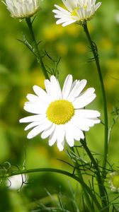 Preview wallpaper daisy, grass, leaves, petals