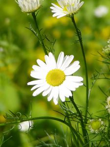 Preview wallpaper daisy, grass, leaves, petals