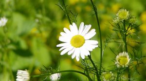 Preview wallpaper daisy, grass, leaves, petals
