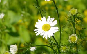 Preview wallpaper daisy, grass, leaves, petals