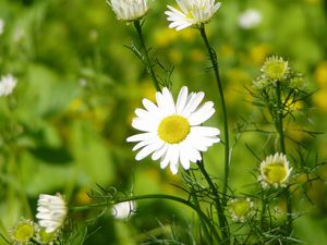 Preview wallpaper daisy, grass, leaves, petals