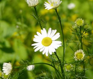 Preview wallpaper daisy, grass, leaves, petals