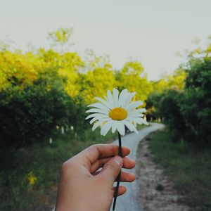 Preview wallpaper daisy, hand, flower, summer