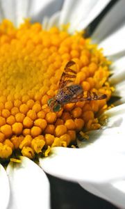 Preview wallpaper daisy, insect, close-up