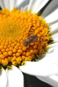 Preview wallpaper daisy, insect, close-up