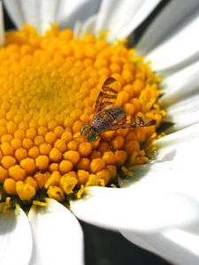 Preview wallpaper daisy, insect, close-up