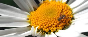 Preview wallpaper daisy, insect, close-up