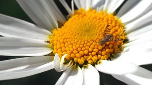Preview wallpaper daisy, insect, close-up