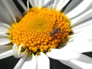 Preview wallpaper daisy, insect, close-up