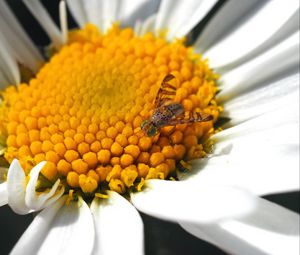 Preview wallpaper daisy, insect, close-up