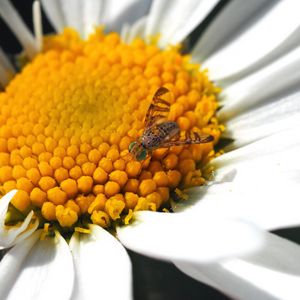 Preview wallpaper daisy, insect, close-up