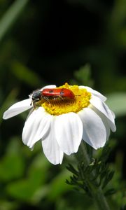 Preview wallpaper daisy, insect, close-up