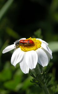 Preview wallpaper daisy, insect, close-up