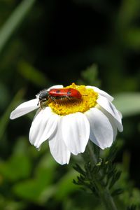 Preview wallpaper daisy, insect, close-up