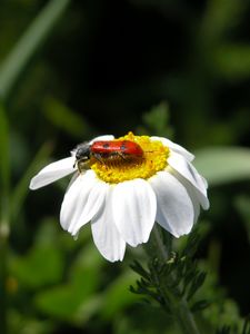 Preview wallpaper daisy, insect, close-up