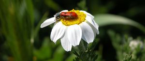 Preview wallpaper daisy, insect, close-up