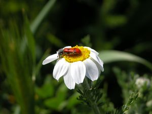 Preview wallpaper daisy, insect, close-up