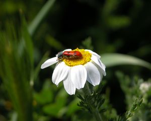 Preview wallpaper daisy, insect, close-up