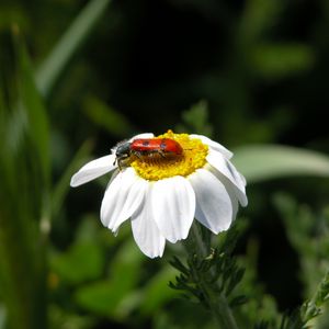 Preview wallpaper daisy, insect, close-up