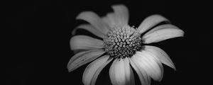 Preview wallpaper daisy, macro, flower, black and white