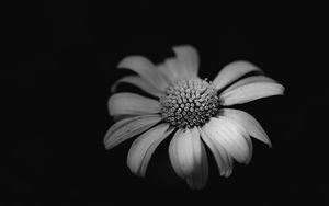 Preview wallpaper daisy, macro, flower, black and white