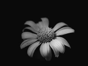 Preview wallpaper daisy, macro, flower, black and white