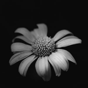 Preview wallpaper daisy, macro, flower, black and white