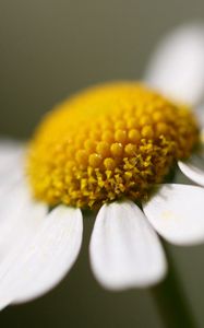 Preview wallpaper daisy, petals, close-up