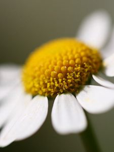 Preview wallpaper daisy, petals, close-up