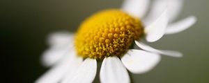 Preview wallpaper daisy, petals, close-up