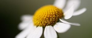 Preview wallpaper daisy, petals, close-up