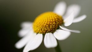 Preview wallpaper daisy, petals, close-up