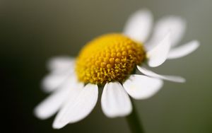 Preview wallpaper daisy, petals, close-up